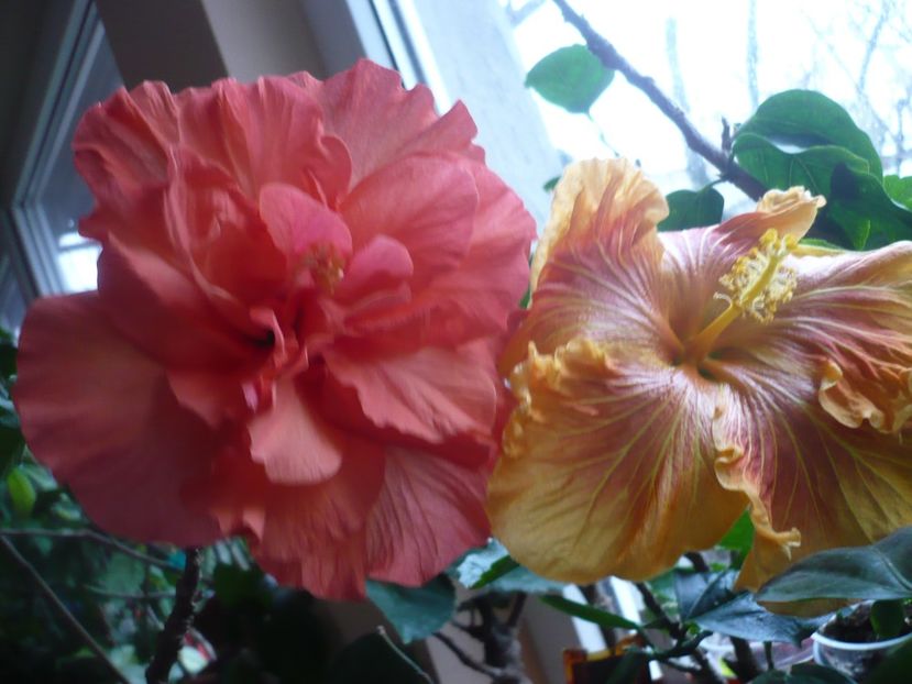 P1360281 - Holly s Pride