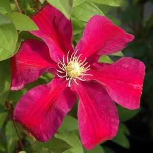 clematis_sunset - achizitii 2018 c