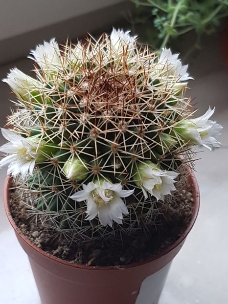 S-au deschis floricelele! - Cactusi si plante suculente 2017-2018-2019