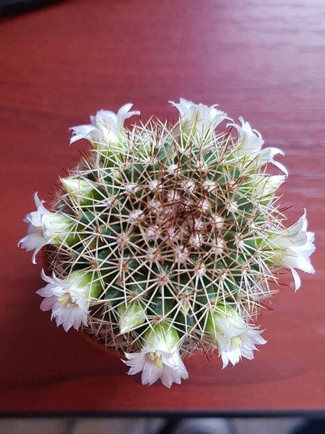  - Cactusi si plante suculente 2017-2018-2019