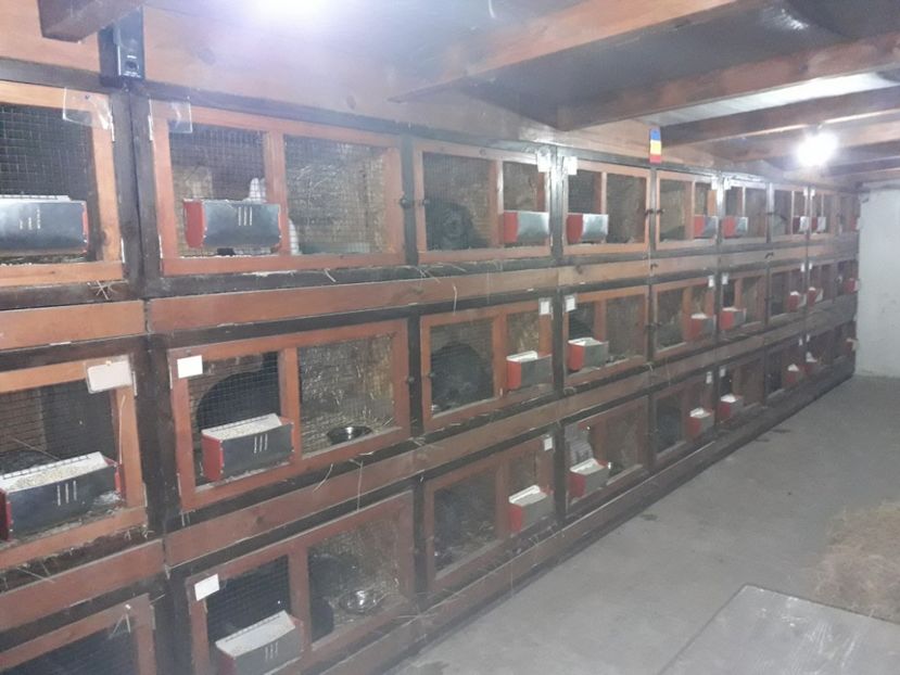  - ADAPOST IEPURI 2016