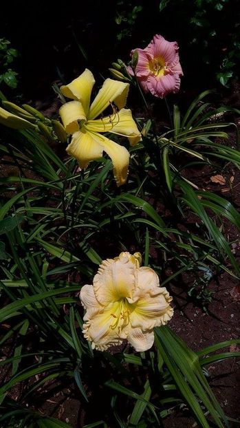  - Hemerorocallis 2017