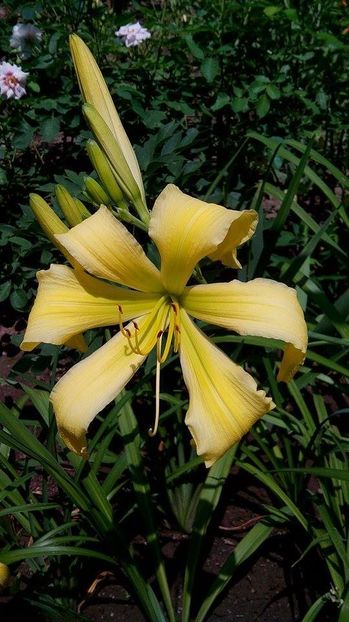 Spider Miracle - Hemerorocallis 2017