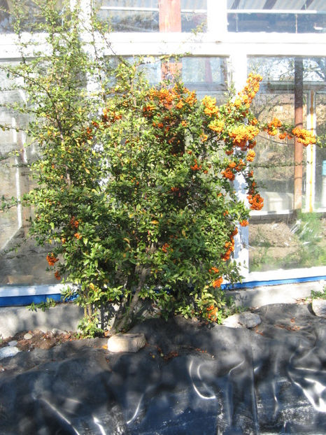 Picture 8594 - 3 ARBUSTI FRUCTIFERI SI ORNAMENTALI