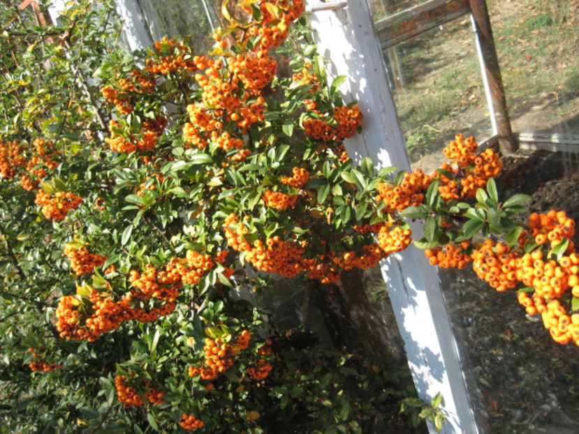 Picture 8596 - 3 ARBUSTI FRUCTIFERI SI ORNAMENTALI