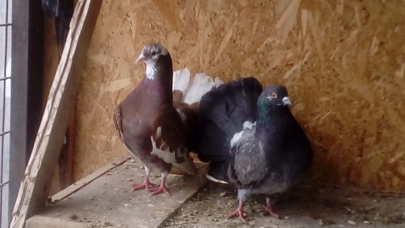  - Matca de porumbei voltați 2018