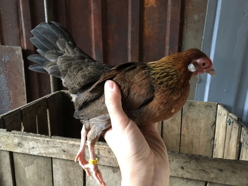  - Găini Pitici Potărnichiu