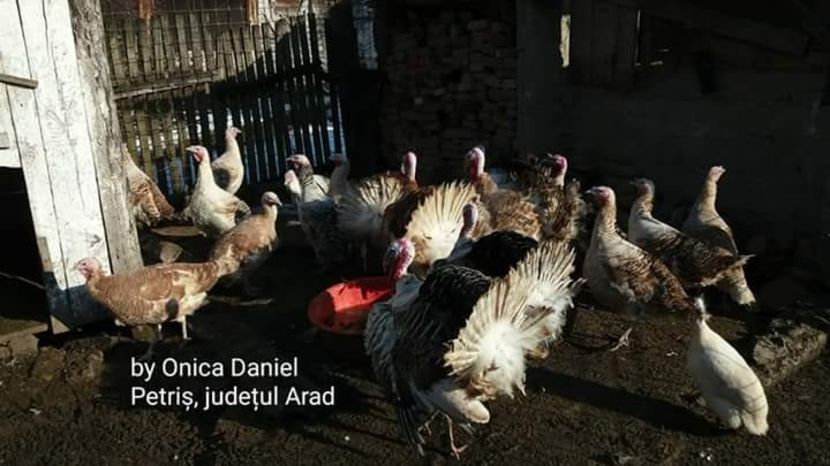 24 ianuarie 2018 - Curci
