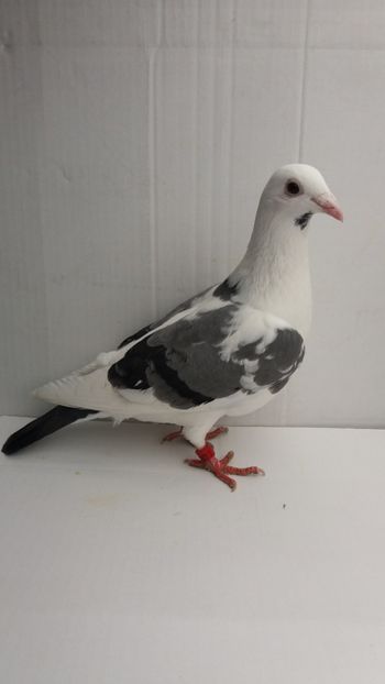 F 2017 vanduta - De! voiajori vanduti