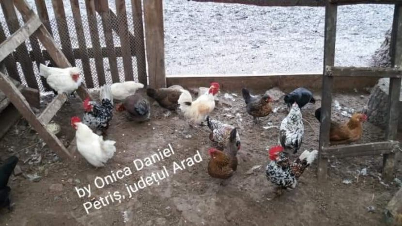 Matca 2018 - Pui şi găini americane