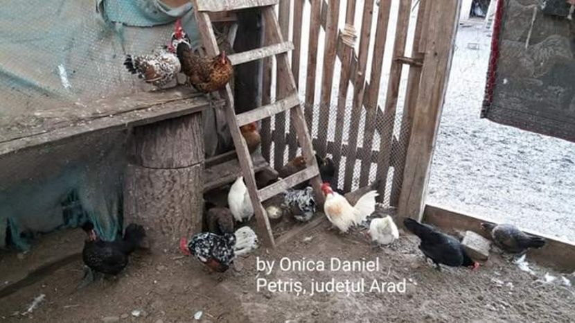 Matca 2018 - Pui şi găini americane