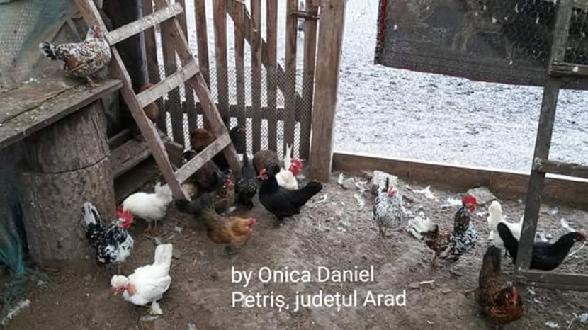 Matca 2018 - Pui şi găini americane