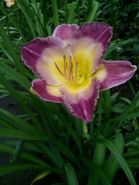  - Hemerorocallis 2017
