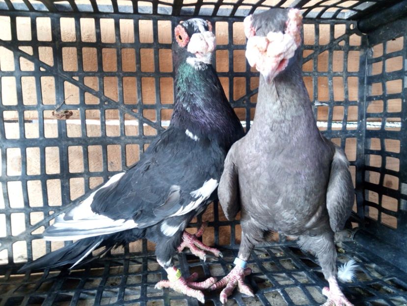 Per 4 - Matca 2018 Berberi