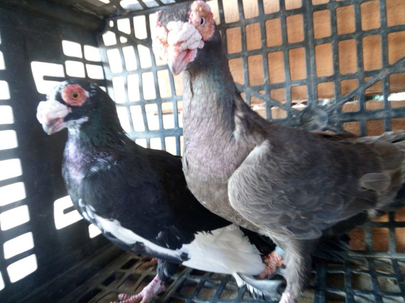 M2017 F2015 - Matca 2018 Berberi