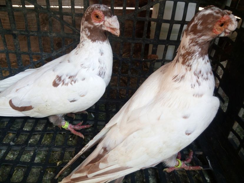 Per 6 - Matca 2018 Berberi