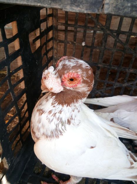 M2017 - Matca 2018 Berberi