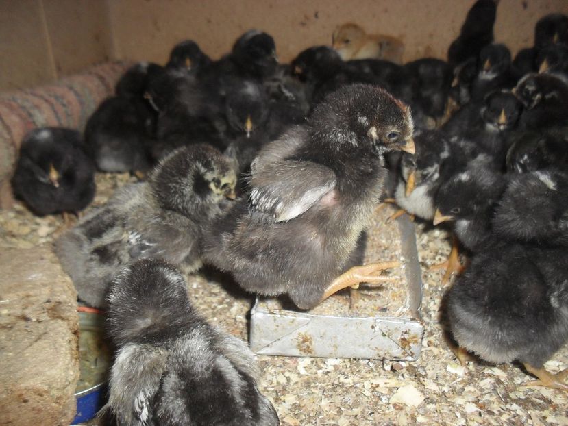 Pui plymouth barat, wyandotte argintiu - OUA SI PUI DE VANZARE 2018