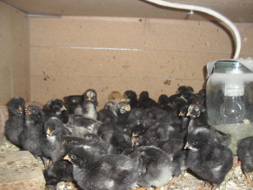 Pui plymouth barat, wyandotte argintiu - OUA SI PUI DE VANZARE 2018