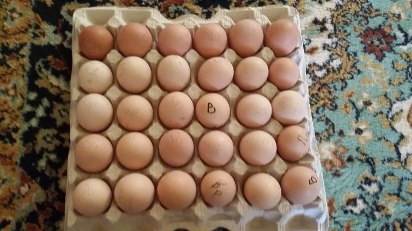 Oua plymouth barat, wyandotte argintiu, brahma potarnichiu - OUA SI PUI DE VANZARE 2018