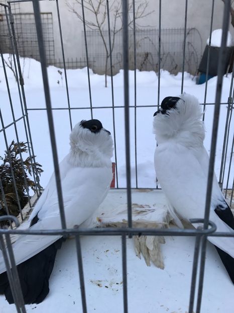 9279C06B-A225-46E4-98A6-20D311297602 - De vanzare 2018