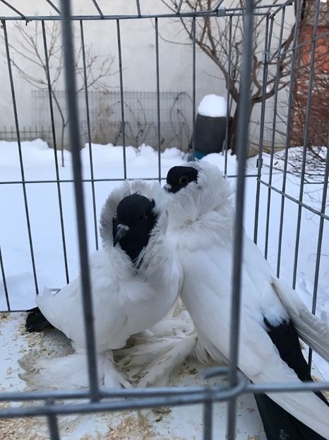 F148BEC4-8491-4608-A968-8EF9441A0AB2 - De vanzare 2018