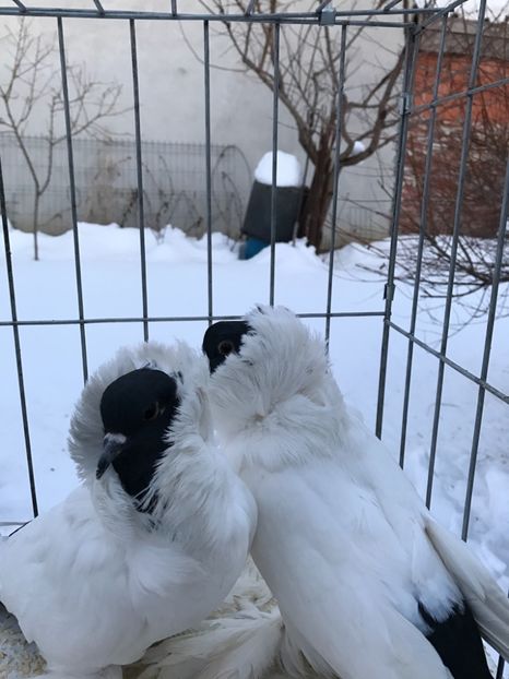 29F4DB55-4D32-48C3-AF55-AE2DDE69C9C0 - De vanzare 2018