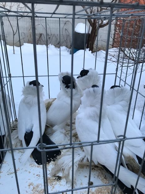 0A6DAE50-D207-4B1B-88B3-9D8962E7B253 - De vanzare 2018