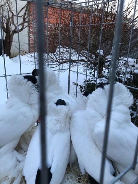 0180AE77-4C45-47A3-9679-B6F191060270 - De vanzare 2018