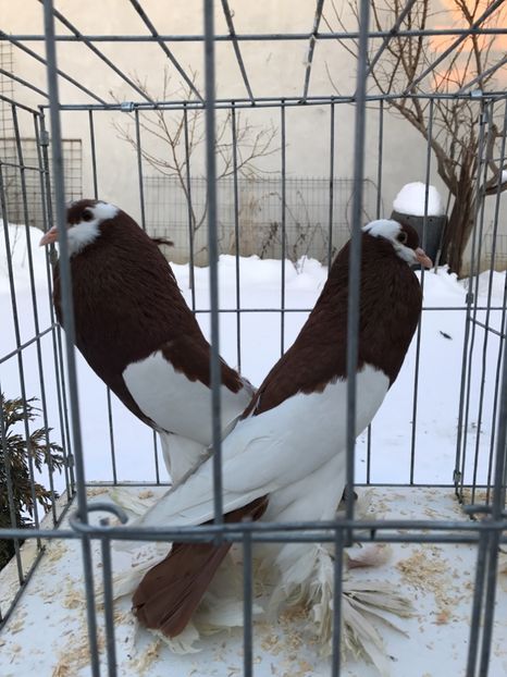 553FDBD1-0E3F-4053-B4A8-09C8539CE91E - De vanzare 2018