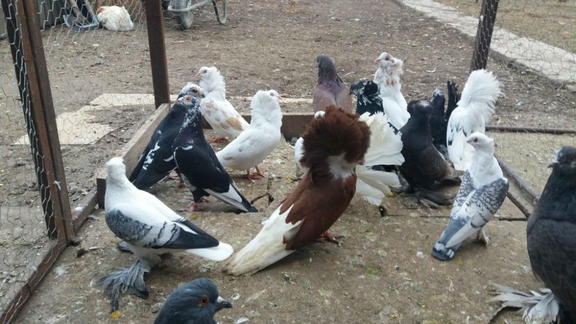 28417796_764517863745240_1873721216_o - Porumbei de ornament