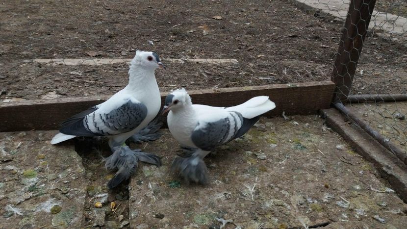 28461189_764517607078599_867046835_o - Randunele de Saxonia