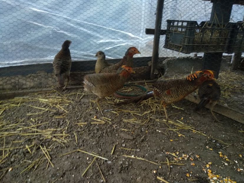  - Fazan rosu auriu 2018 pui