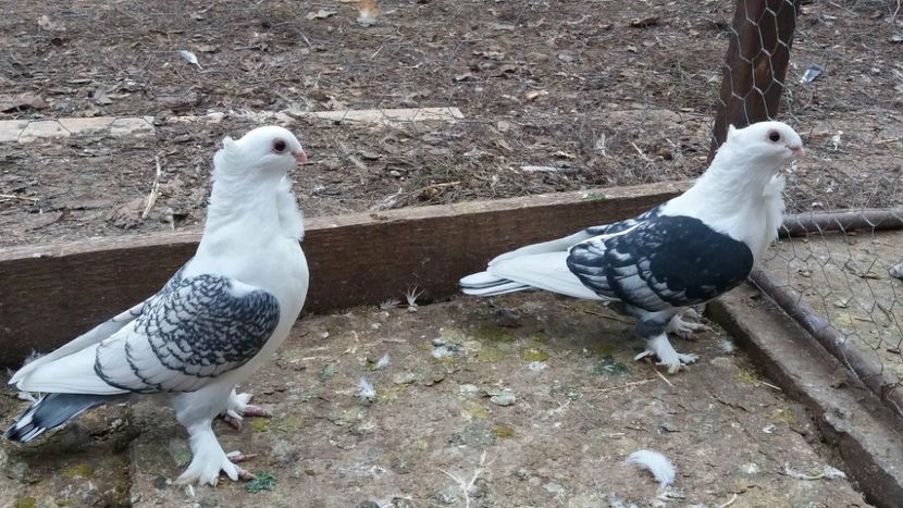 28418236_764517720411921_1756767042_o - Satineti