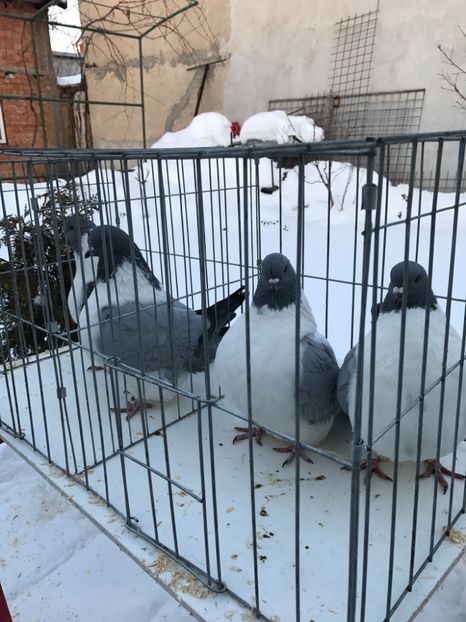 A8912500-8E6B-449D-AFD4-F976CE1D2DC2 - De vanzare 2018