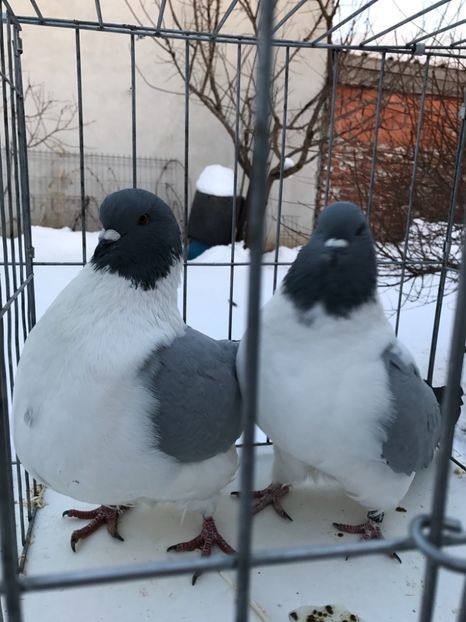 2F878417-E9C5-44AE-B56B-598A19FEC599 - De vanzare 2018