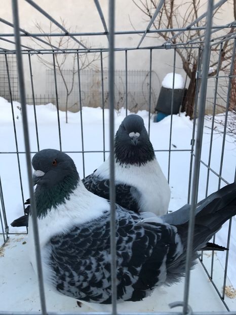 482E17DE-0840-494C-9D97-EB326F21B0D1 - De vanzare 2018