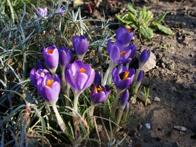  - Ianuarie 2018 - Februarie 2018