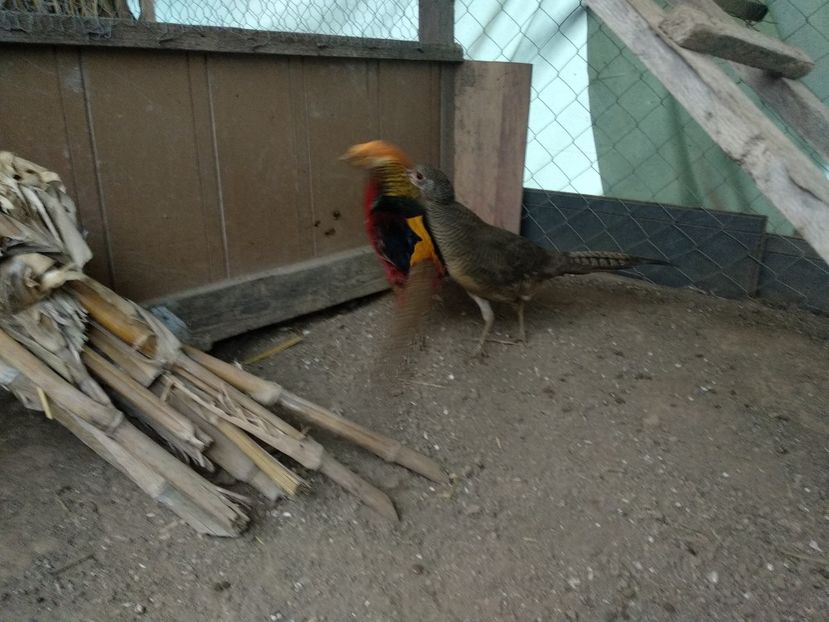  - Fazan rosu auriu 2018