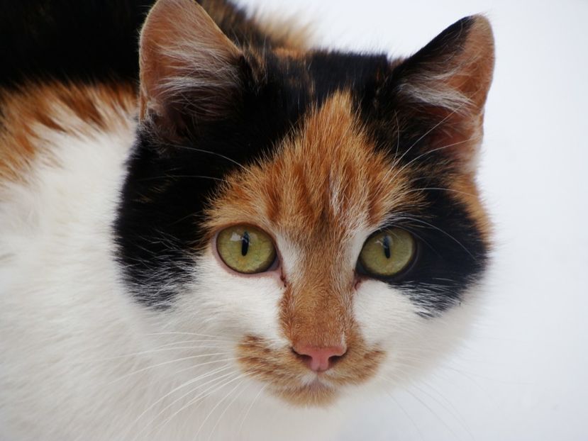  - Ianuarie 2018 - Februarie 2018