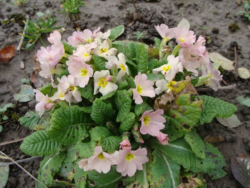  - Ianuarie 2018 - Februarie 2018