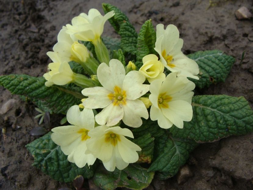  - Ianuarie 2018 - Februarie 2018