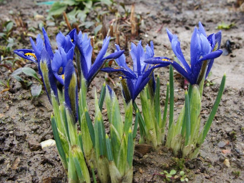  - Ianuarie 2018 - Februarie 2018