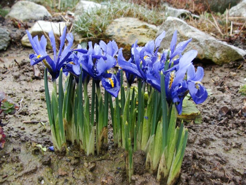  - Ianuarie 2018 - Februarie 2018