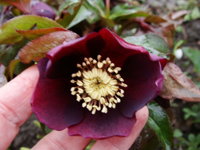 Planta mama - Ianuarie 2018 - Februarie 2018