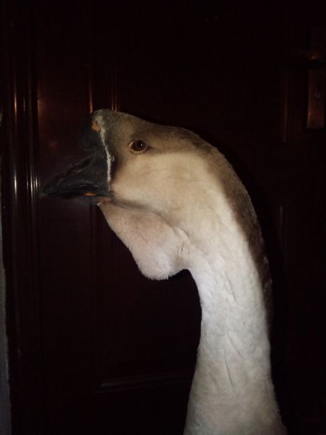 Noul meu african - B2 - Gaste Africane si Chinezesti