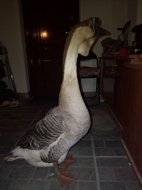 Trăiască regele! - B2 - Gaste Africane si Chinezesti