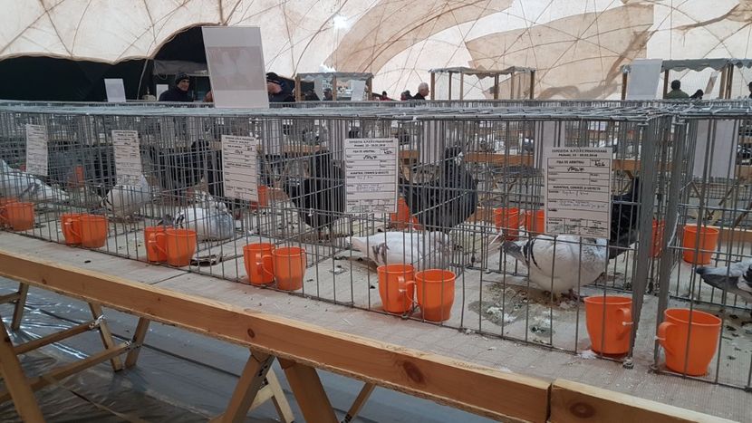  - 0 - Expozitie Ploiesti - A P O P E Prahoveana 23-25 Febr