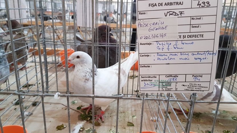  - 0 - Expozitie Ploiesti - A P O P E Prahoveana 23-25 Febr