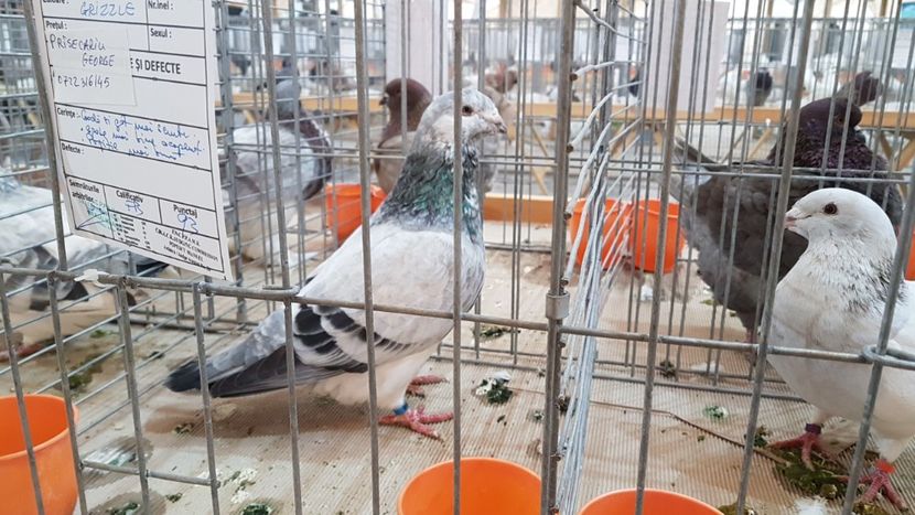  - 0 - Expozitie Ploiesti - A P O P E Prahoveana 23-25 Febr